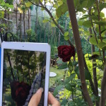 Rose in the garden